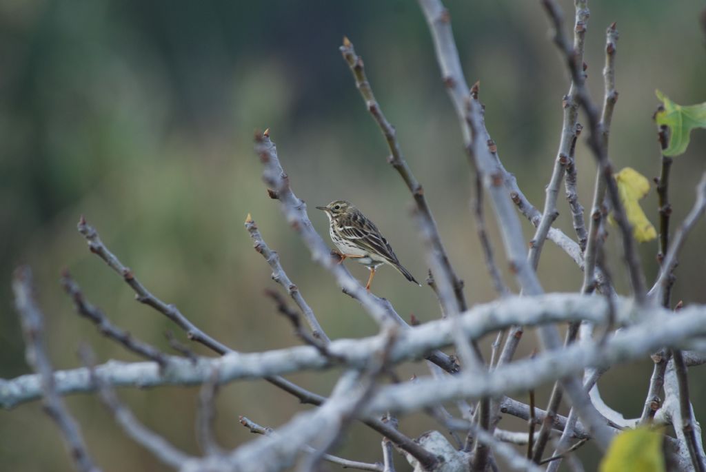 che Anthus  ?